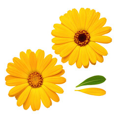 Two vibrant yellow flowers,  partially overlapping,  with a detached leaf and petals,  on a black background