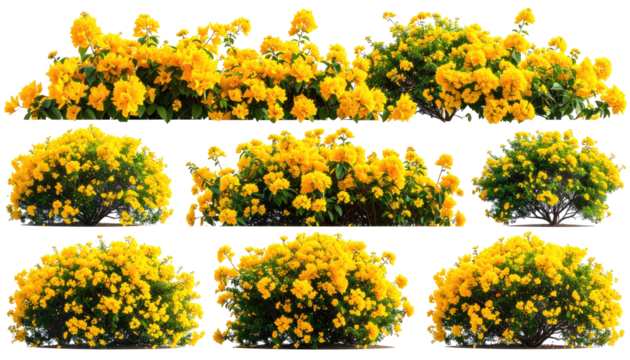 Rows of vibrant yellow flowers in dense, leafy bushes
