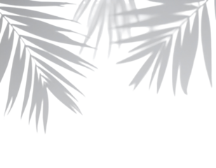 Abstract grayscale palm fronds, overlapping, intricate