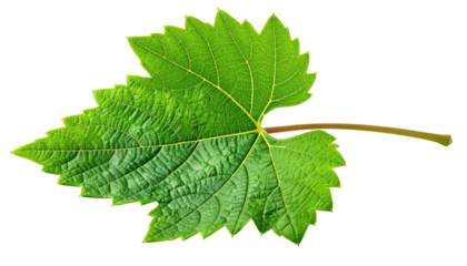 Close-up of a vibrant green grape leaf, sharply detailed, with a prominent, serrated edge and a stem
