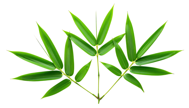 Close-up of three vibrant green bamboo leaves radiating from a central stem. Sharp, detailed foliage - Powered by Adobe