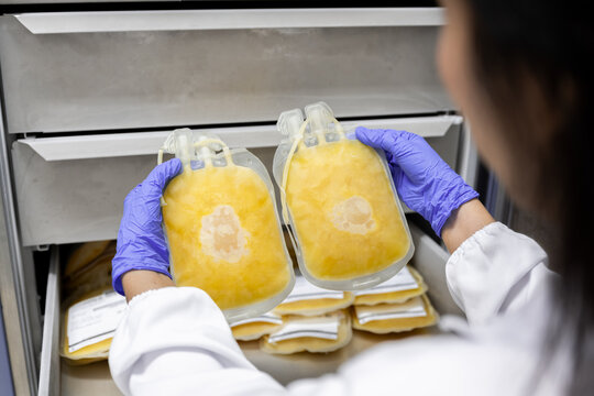 Close up scientist hand wear blue gloves holding fresh frozen plasma bag in storage refrigerator at blood bank unit laboratory.Blood bag received from blood donation used in patients.Save life concept - Powered by Adobe