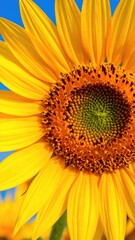 Obraz premium Close Up Half View Vibrant Yellow Sunflower with Detailed Brown Center and Bright Blue Sky Background in Vertical Composition