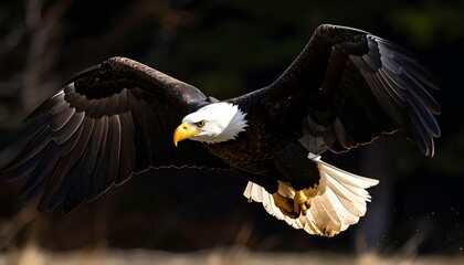 Obraz premium Bald eagle in flight