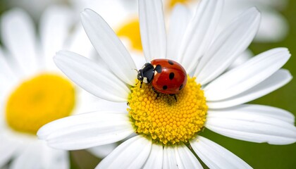 Obraz premium Ladybug on a daisy (1)