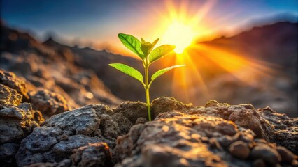 A resilient seedling emerges from rocky terrain, bathed in the golden light of a vibrant sunrise, symbolizing hope, growth, and the strength of nature's tenacity.