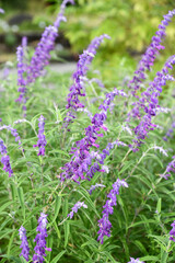 サルビア・レウカンタ　Mexican bush sage