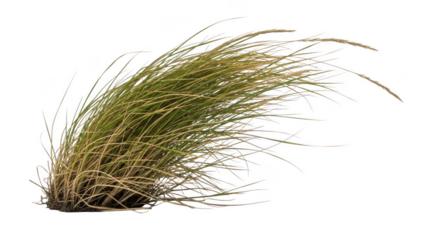 Close-up view of decorative ornamental grass isolated on a white background with copy space, nature