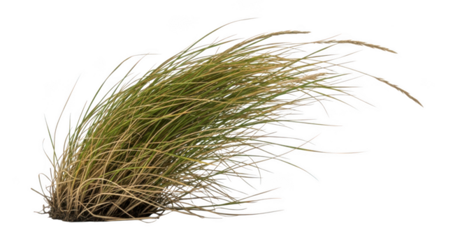 Close-up view of decorative ornamental grass isolated on a white background with copy space, nature