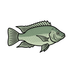 
tilapia fish illustration design
