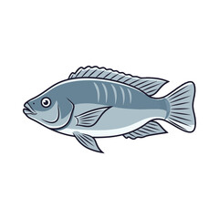 
tilapia fish illustration design
