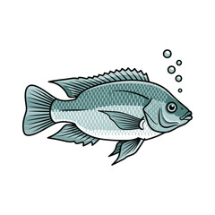 
tilapia fish illustration design