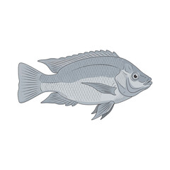
tilapia fish illustration design
