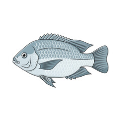 
tilapia fish illustration design