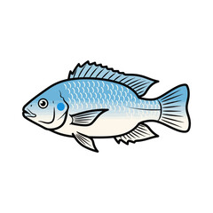 
tilapia fish illustration design