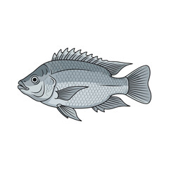 
tilapia fish illustration design