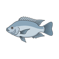 
tilapia fish illustration design