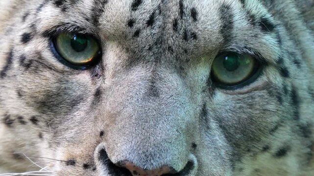 Snow Leopard (Panthera uncia) 120fps Slow Motion 4K Footage in Rocky Mountain Habitat. Snow Leopard Wildlife Nature Scene in Khunjerab, Himalayas Pakistan. Snow Leopard Sitting on Rocks in Winter Snow