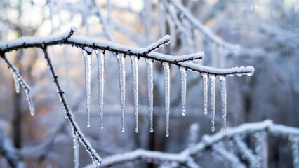 Delicate icicles on frosted windowpane, clear tapered ice, water droplets, snow-dusted birch branch, soft natural light, winter calm, concept of winter