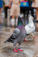 Close-up of a gray pigeon with iridescent neck feathers and red feet standing on wet pavement, with blurred people and birds in the background.