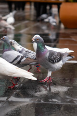 Close-up of pigeons with iridescent feathers standing on wet pavement in an urban environment after rain.