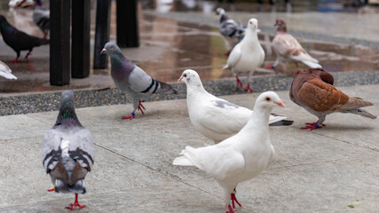Obraz premium Flock of pigeons in various colors, including white, gray, and brown, standing and walking on wet pavement in an urban setting.