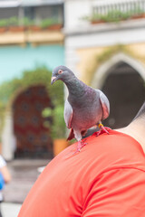 Close-up of a pigeon perched on a person’s shoulder in an urban outdoor setting with blurred architecture in the background.