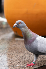 Close-up of a gray pigeon with iridescent feathers and a leg band standing on wet pavement against an orange background.