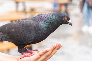 Close-up of a dark pigeon perched on a human hand, showing iridescent feathers with a blurred outdoor background.
