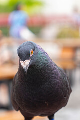 Close-up portrait of a dark pigeon with orange eyes and iridescent feathers, captured with a blurred outdoor background.