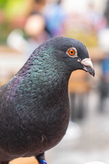 Close-up shot of a dark pigeon with bright orange eyes and shimmering green-purple feathers, taken outdoors with a blurred urban background.