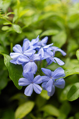 Close-up of delicate light blue flowers with water droplets, set against a blurred green background in natural outdoor lighting.