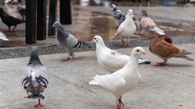 Flock of pigeons in various colors, including white, gray, and brown, standing and walking on wet pavement in an urban setting.