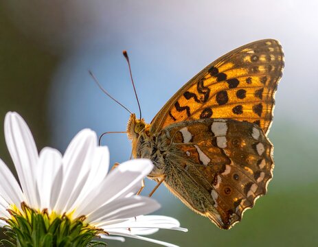 Butterfly on a daisy - Powered by Adobe