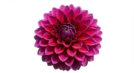 深紅ダリア 美しく咲く 優しい光に包まれ. AI Generated