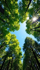 Fototapeta premium Majestic canopy of trees stretches towards a vibrant blue sky, sunlight dappling through leaves, creating a serene and peaceful forest scene , sunlight, beauty