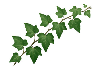 Green ivy vine climbing plant branch with fresh leaves, nature growth, and decorative foliage on transparent background