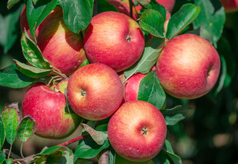 red apples on the tree in harvest season 