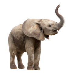 Obraz premium A young elephant grey in color stands with its trunk raised against a transparent background showcasing a playful curious nature