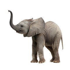Obraz premium Young elephant with raised trunk isolated on black Its gray skin shows wrinkled detail and ears are spread Symbolizes youth and wilderness