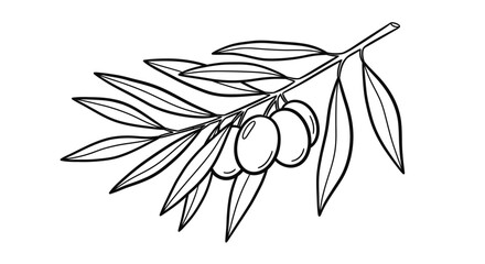 Elegant line art of an olive branch with ripe olives ready for harvest, perfect for Mediterranean designs or culinary branding projects