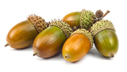 A cluster of acorns, brown and green, on a white background