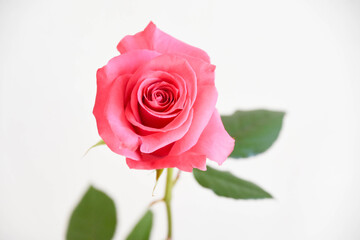 ピンクのばら