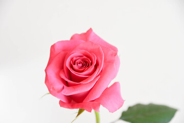 ピンクのばら
