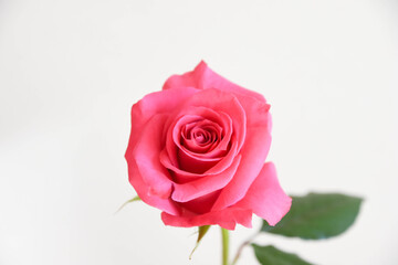 Fototapeta premium ピンクのばら