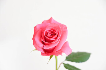 ピンクのばら