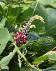 公園で葛の花が咲いている