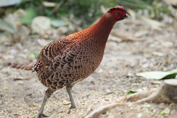 Copper Pheasant (Syrmaticus soemmerringii intermedius) male in Kochi pref, Japan 