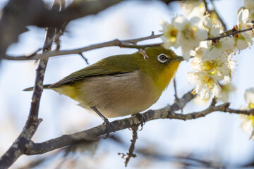 梅の枝に止まるメジロ