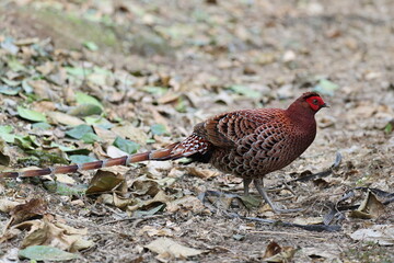 Copper Pheasant (Syrmaticus soemmerringii intermedius) male in Kochi pref, Japan 